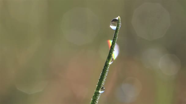 Lama verde con una goccia d'acqua in gran parte . — Video Stock