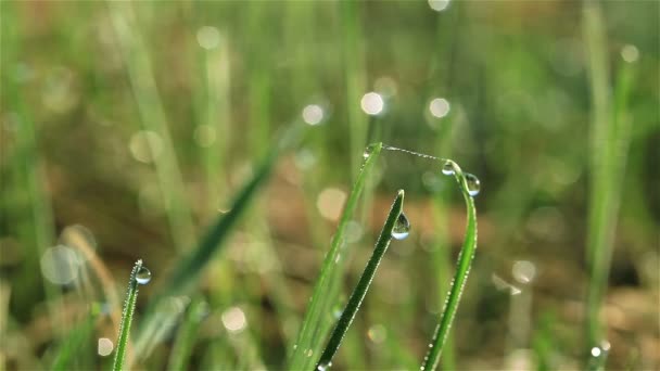 Herbe verte avec gouttes d'eau — Video