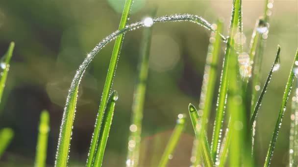 Lame courbe avec une goutte d'eau en grande partie — Video