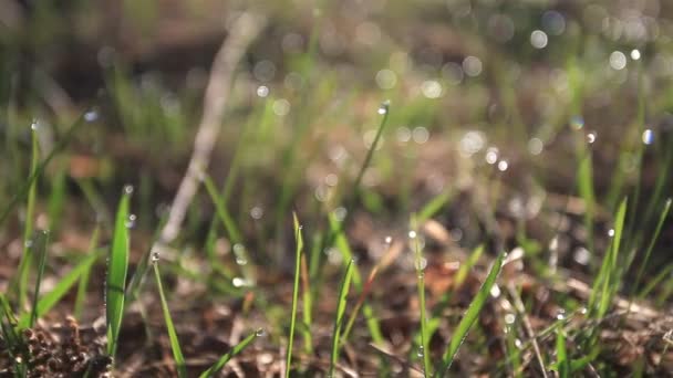 Grönt gräs med långsam kamerarörelse. — Stockvideo
