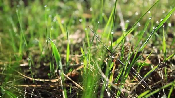 Green grass with slow camera movement. — Stock Video