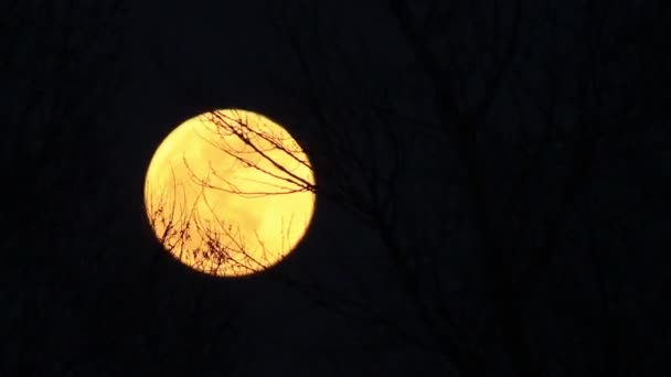 Der gelbe Mond gegen Bäume. Zeitraffer — Stockvideo