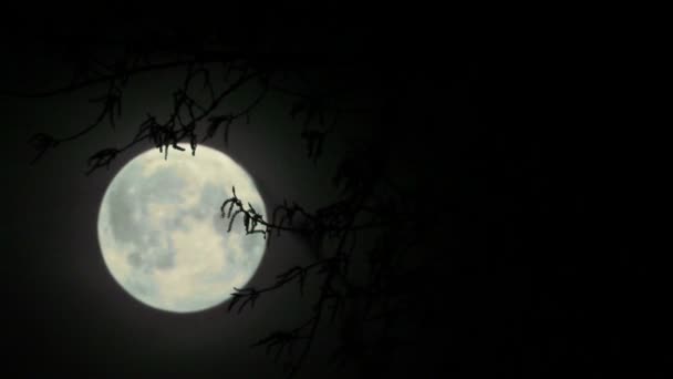 Noche con luna y niebla en el bosque — Vídeo de stock