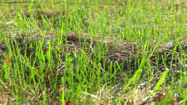 Rumput hijau. Dolly shot — Stok Video