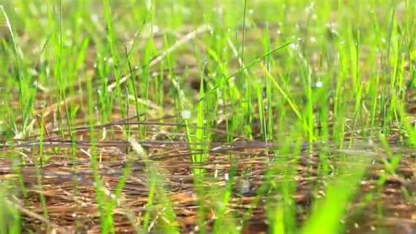 Grünes Gras mit Kamerafahrt. Kugelstoßer — Stockvideo