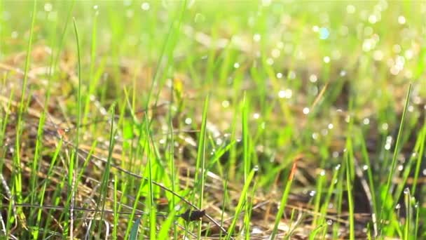 Grünes Gras mit langsamer Kamerafahrt. Kugelstoßer — Stockvideo