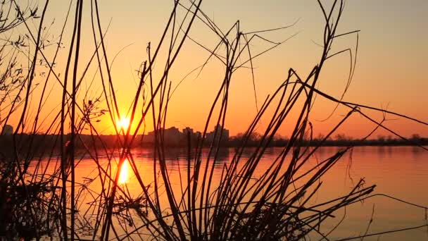 Beau lever de soleil dans le bois — Video