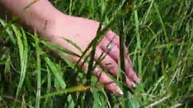 El bir çim üzerinde slaytlar