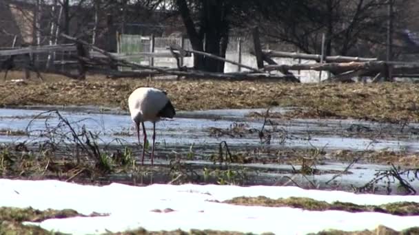 Garza busca comida en el campo — Vídeos de Stock