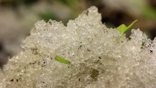 Descongelación de nieve y hierba verde. Caducidad — Vídeos de Stock