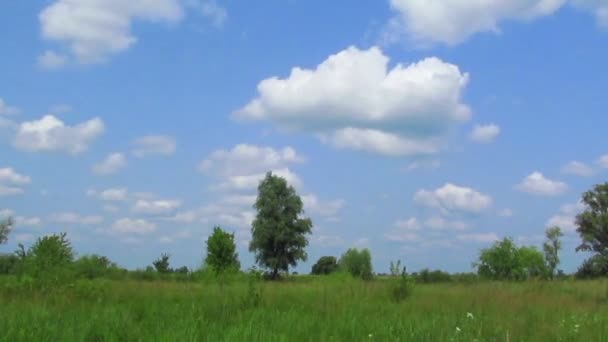 Paisaje de verano con nubes y un árbol. Caducidad — Vídeos de Stock