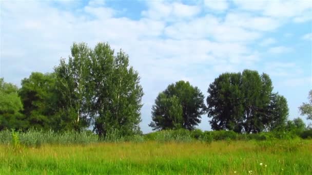 Paisaje con árboles y cielo — Vídeo de stock