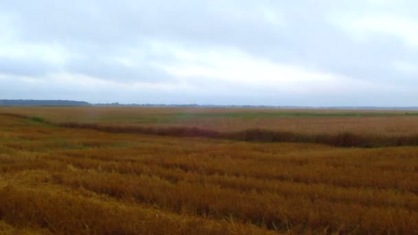 Wheat field — Stock Video