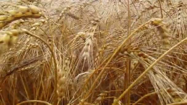 Orejas de trigo maduras de cerca — Vídeos de Stock