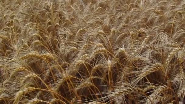 成熟的小麦麦穗关闭。顶视图 — 图库视频影像