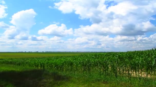 A táj, az ég és a kukorica mezővel. Nélkül, madarak. — Stock videók