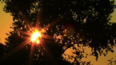 Güneş ışığı ve ağaç. NTSC gündoğumu Timelapse