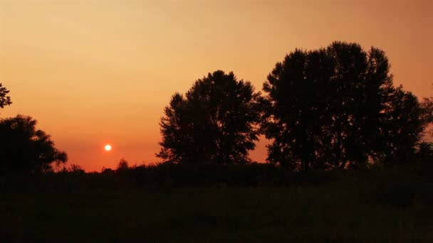 Puesta de sol en el bosque. NTSC paisaje. Cronograma — Vídeo de stock