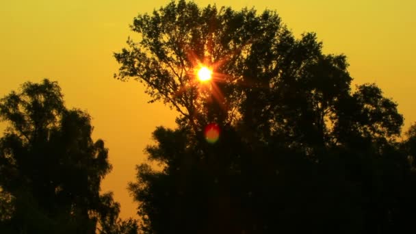 Zon en bomen. Sunrise Ntsc Timelapse — Stockvideo