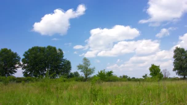 Paisaje de verano con cielo. Sin pájaros — Vídeos de Stock