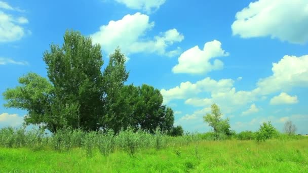 绿色的树和美丽的天空。Ntsc 间隔拍摄风景 — 图库视频影像