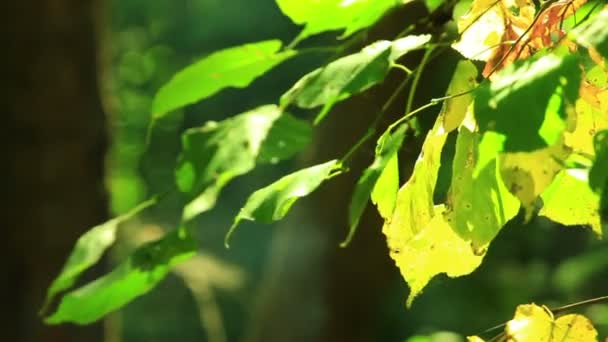 Foglie d'albero alla luce del sole e del fumo — Video Stock