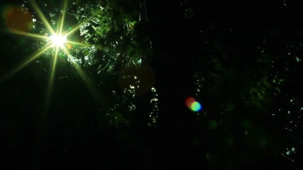 빽빽한 나무와 햇살 — 비디오