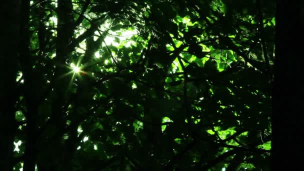 Игра в солнечный свет из плотного дерева — стоковое видео