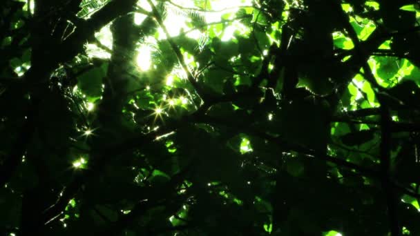 Napsütés, sűrű fa — Stock videók