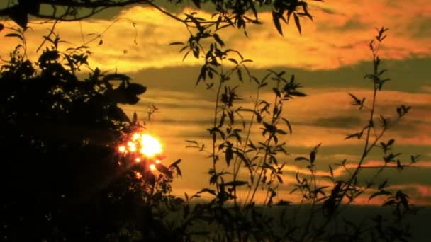 Sol, nuvens e árvores. Nascer do sol NTSC Timelapse — Vídeo de Stock