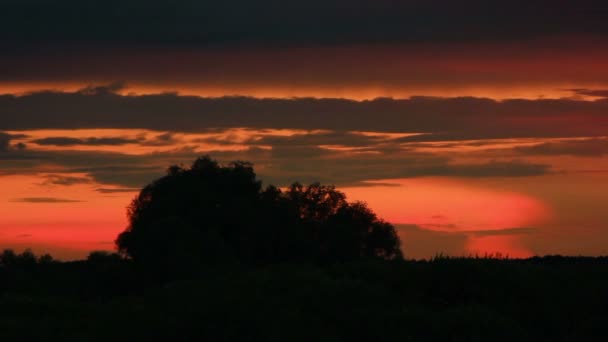 Atardecer rojo con una silueta de árbol. NTSC Timelapse — Vídeo de stock