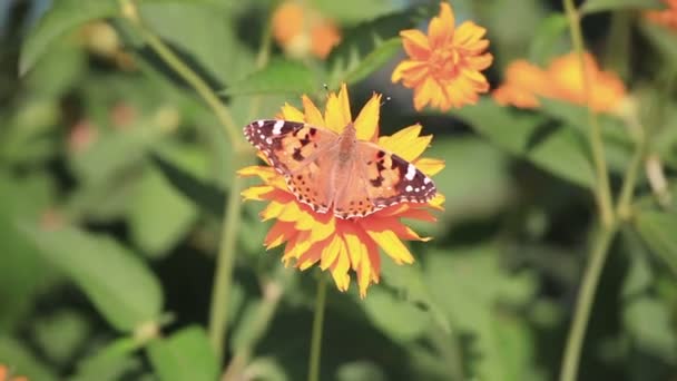 Mariposa sentarse en una flor — Vídeo de stock