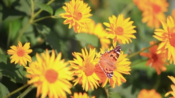 Mariposa en una flor — Vídeo de stock