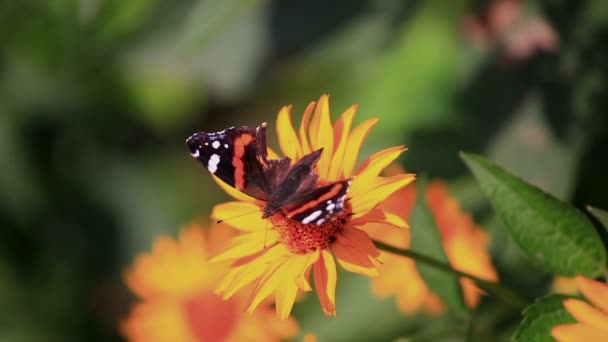 Vlinder kruipt op een bloem. Close-up — Stockvideo