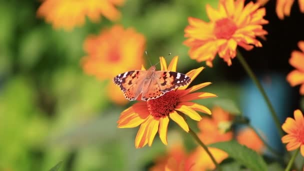 Mariposa y abejorro en flor — Vídeo de stock