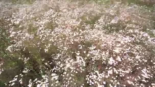 Terenie lato łąka z camomiles — Wideo stockowe
