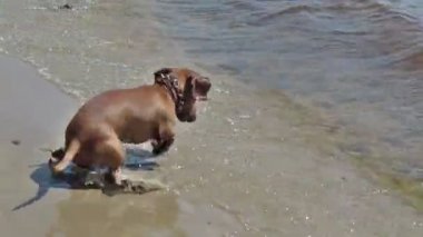 Köpek, dachshund, dalgalar ile çalış