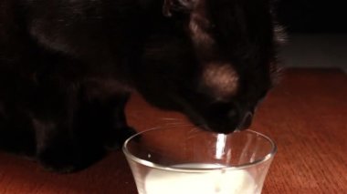 süt içme kedi