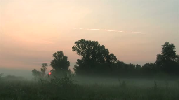 Mistige zonsopgang in het hout. Time-lapse — Stockvideo