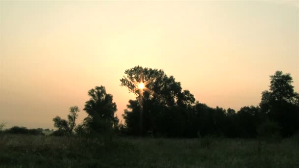 พระอาทิตย์ขึ้นในป่า หมดเวลา — วีดีโอสต็อก