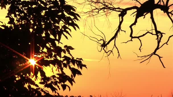 Bellissimo cielo mattutino in legno. All'alba. Lasso di tempo PAL — Video Stock