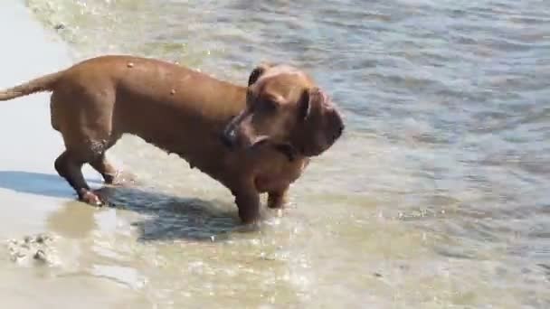 Cão e mar — Vídeo de Stock