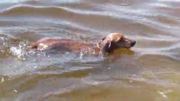 Floating dog, dachshund — Stock Video