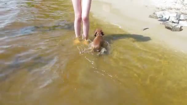 Cão e o mar com a menina — Vídeo de Stock