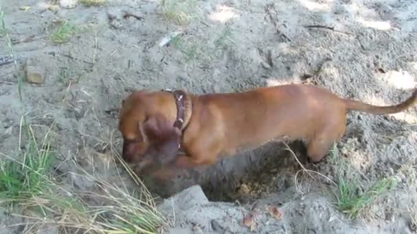 Dog, dachshund, digs a hole — Stock Video