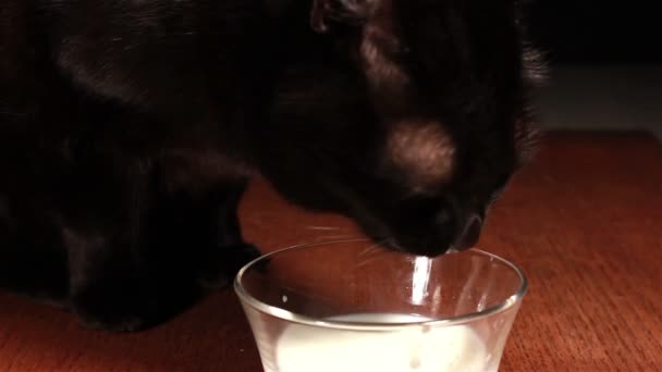Lait de consommation pour chat 