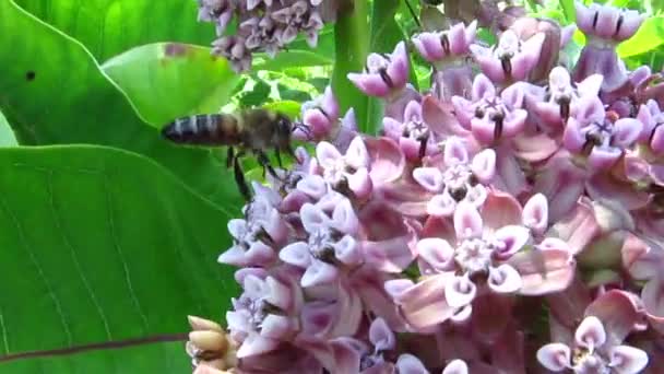 Een honingbij verzamelt nectar — Stockvideo