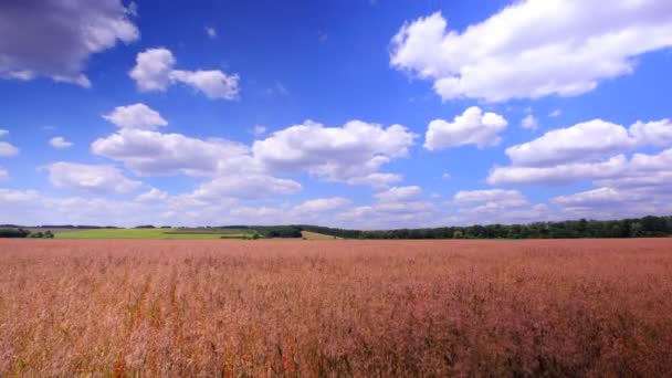 Campo de trigo amarelo maduro e céu. HDR timelapse sem pássaros — Vídeo de Stock