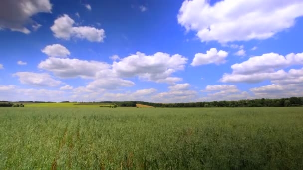 Schönes Feld und Wolken. hdr Zeitraffer ohne Vögel — Stockvideo