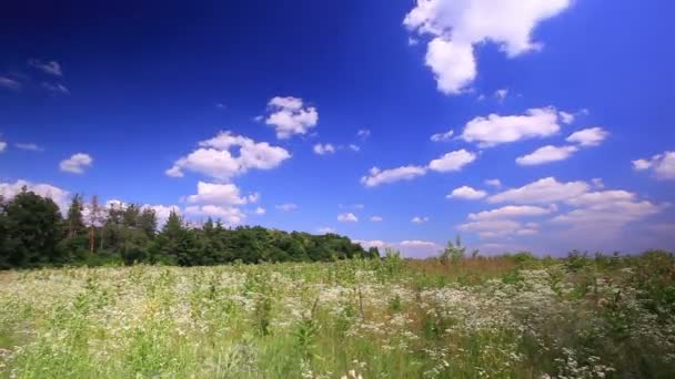 Meadow and  sky with clouds. Time lapse — Stock Video